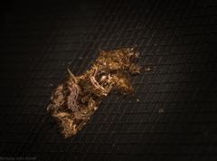 Callopistria rivularis