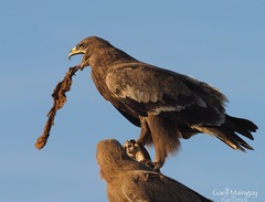 Aquila nipalensis