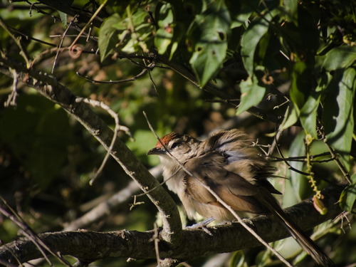 Rufous-fronted Thornbird (Phacellodomus rufifrons), photo 4