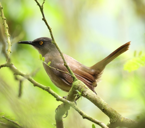 Brown Trembler (Cinclocerthia ruficauda)