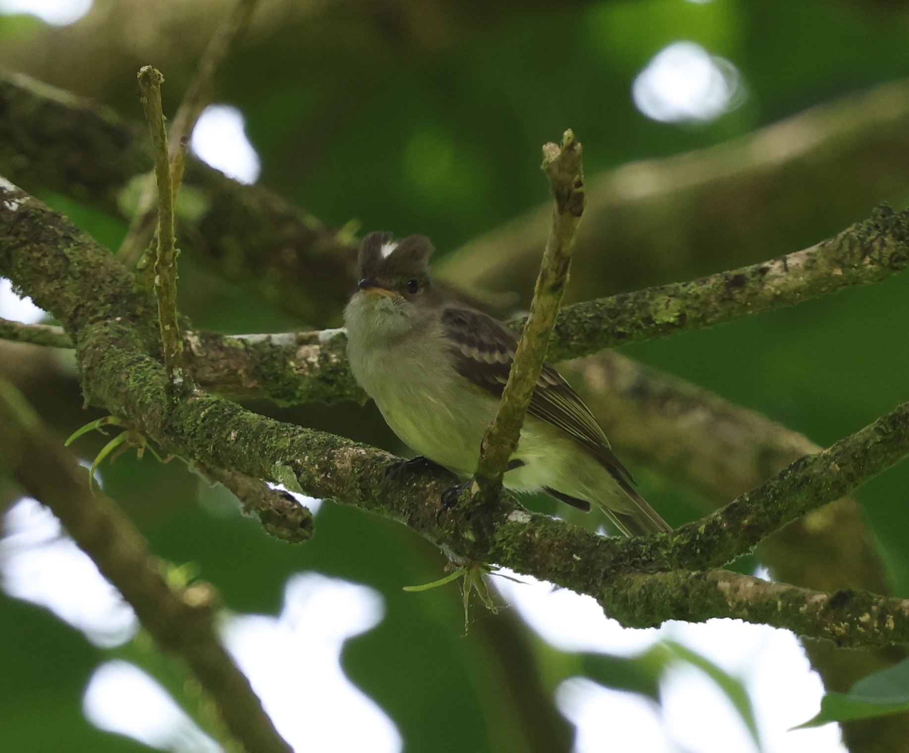 Caribbean Elaenia (Elaenia martinica), photo 5