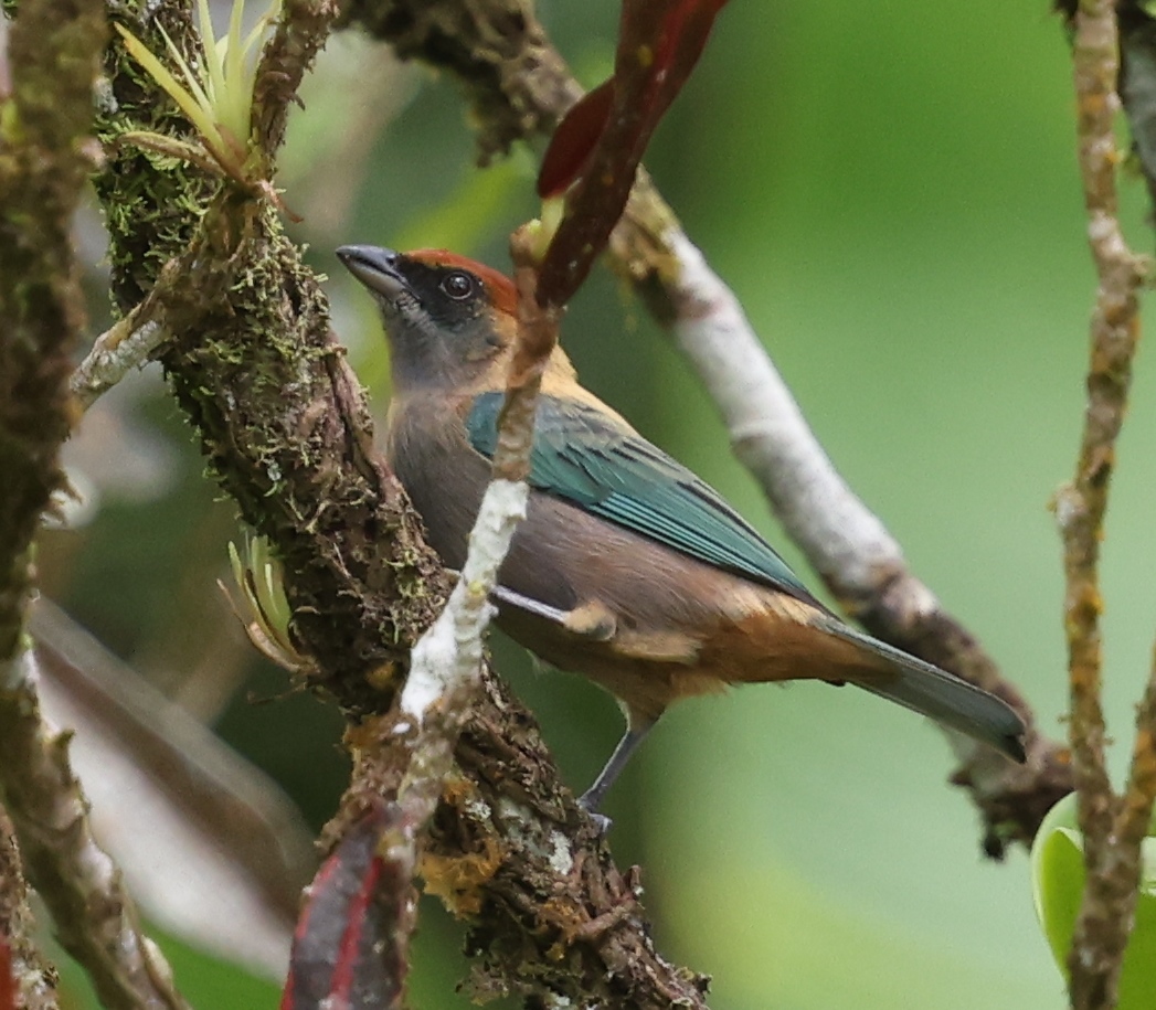 Lesser Antillean Tanager (Stilpnia cucullata), photo 1