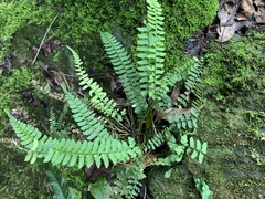 Polystichum hancockii