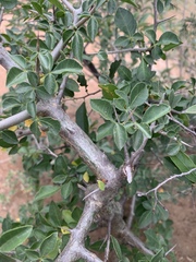 Commiphora neglecta