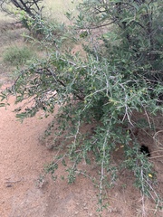 Commiphora neglecta