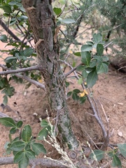 Commiphora neglecta