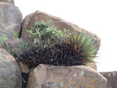Aloe broomii