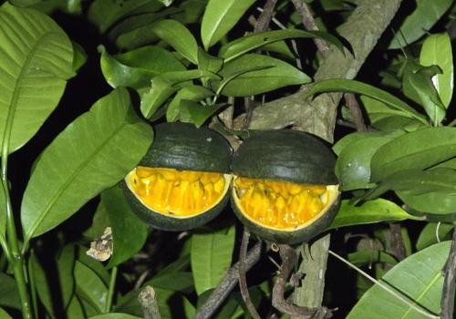forest toad-tree (Tabernaemontana ventricosa)