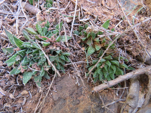 Image of Haworthia marumiana by (c) James Deacon, some rights reserved (CC BY-SA)