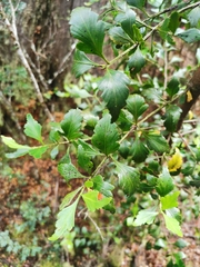 Phyllocladus aspleniifolius