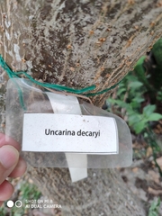 Uncarina decaryi