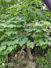Uncarina decaryi