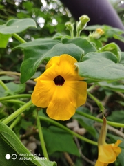 Uncarina decaryi