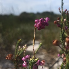 Erica ferrea