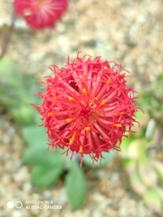Kleinia fulgens