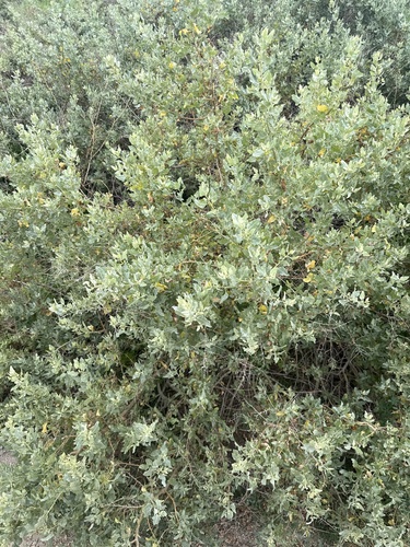 iNaturalist observation photo of big saltbush
