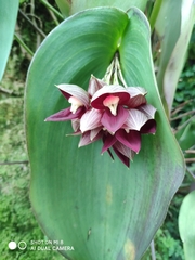 Pleurothallis teaguei