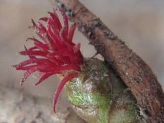 Corylus heterophylla
