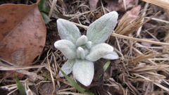 Tephroseris kirilowii