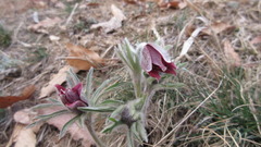 Pulsatilla cernua