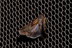 Lophoptera hemithyris