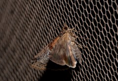 Lophoptera hemithyris