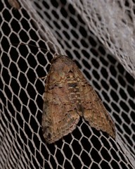 Lophoptera hemithyris