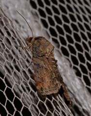 Lophoptera hemithyris