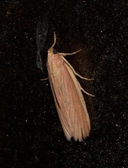 Emmalocera latilimbella