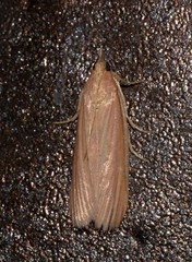 Emmalocera latilimbella