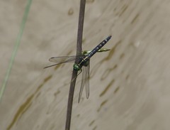Onychothemis testacea