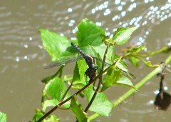 Onychothemis testacea