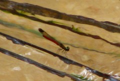 Libellago aurantiaca