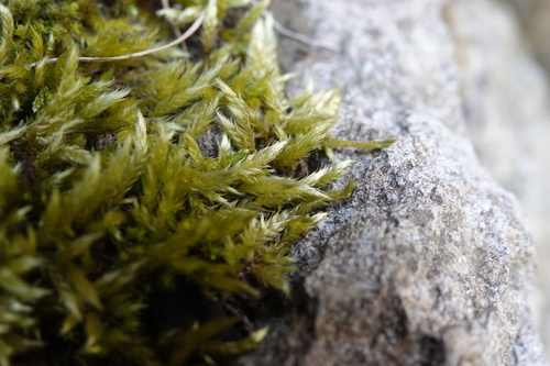 Brachythecium glareosum observed 2026-03-27