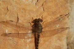 Libellulidae