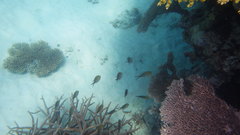 Chromis ternatensis