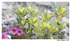 Mohavea breviflora