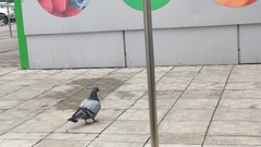 Columba livia domestica