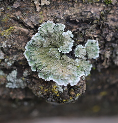 Physconia enteroxantha