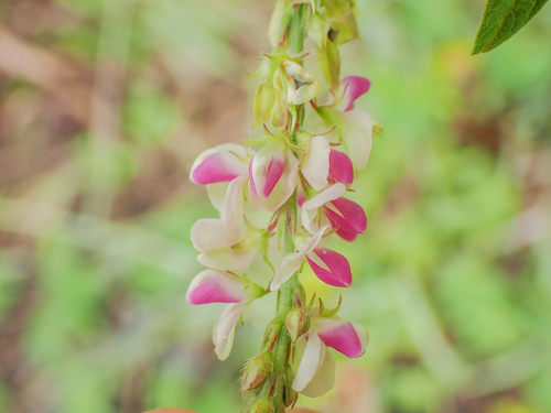 Desmodium gangeticum iNat (3)