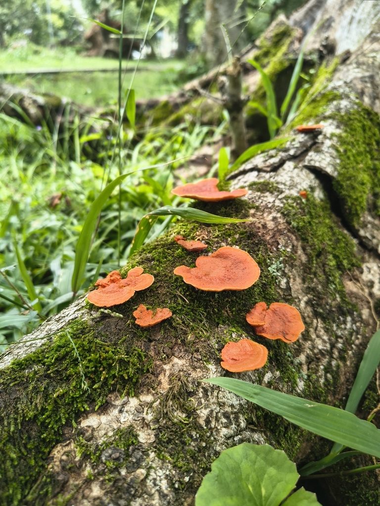 Trametes sanguinea · January 2026 · photo: © elioliveira (iNaturalist, cc-by)