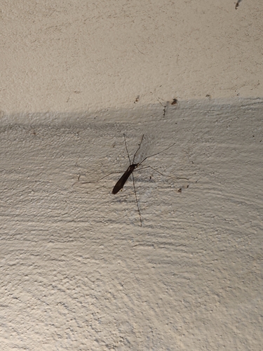 Unknown species found near San Diego County, US-CA, US