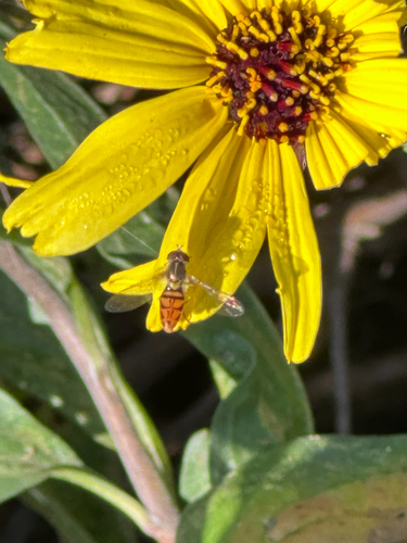 Unknown species found near Pacific Beach Dr, San Diego, CA, US