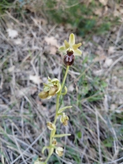 Ophrys sphegodes massiliensis