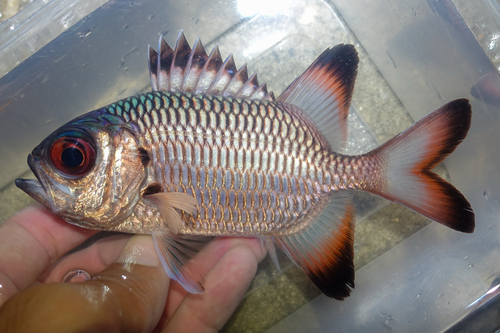 Blackfin soldierfish (Myripristis adusta) — Holocentridae — 2
