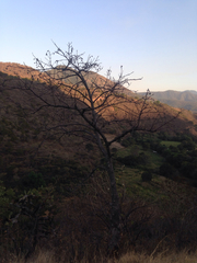 Ceiba aesculifolia
