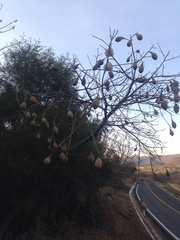 Ceiba aesculifolia