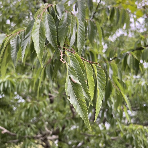 Carpinus kawakamii observed 2026-03-28