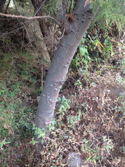 Ceiba aesculifolia