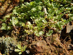 Soliva stolonifera